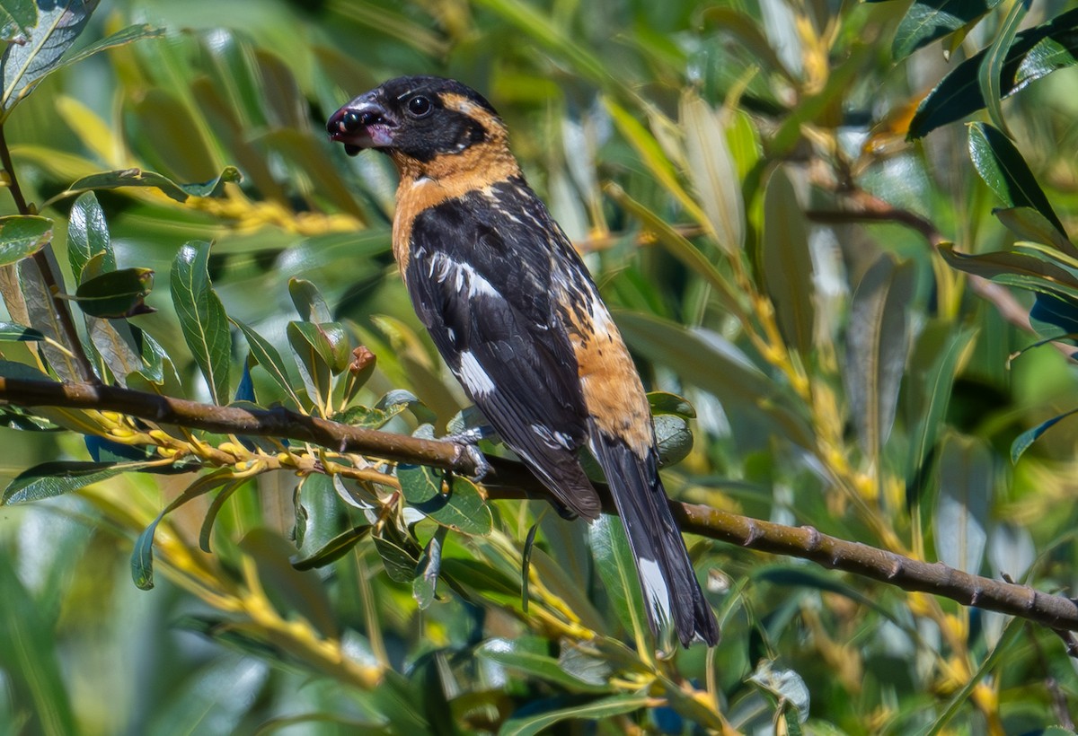 Black-headed Grosbeak - ML638519568
