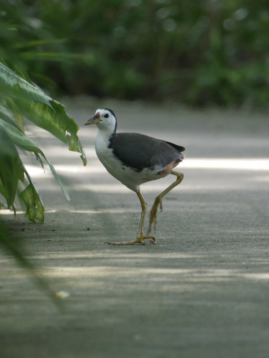White-breasted Waterhen - ML638519570