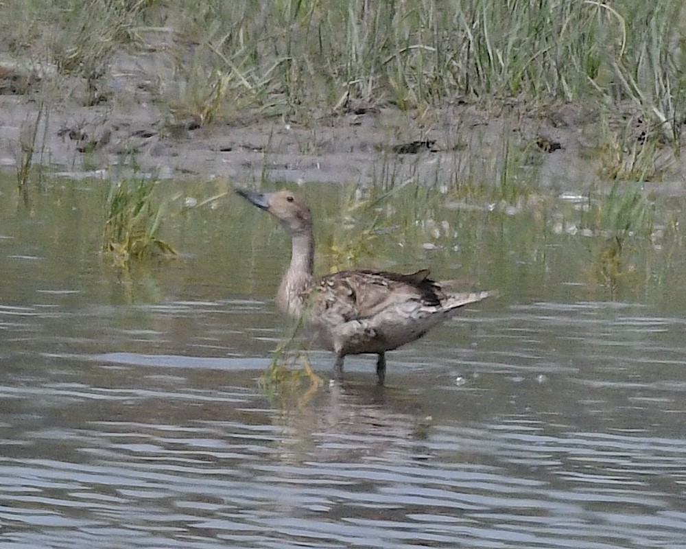 Northern Pintail - ML638519576