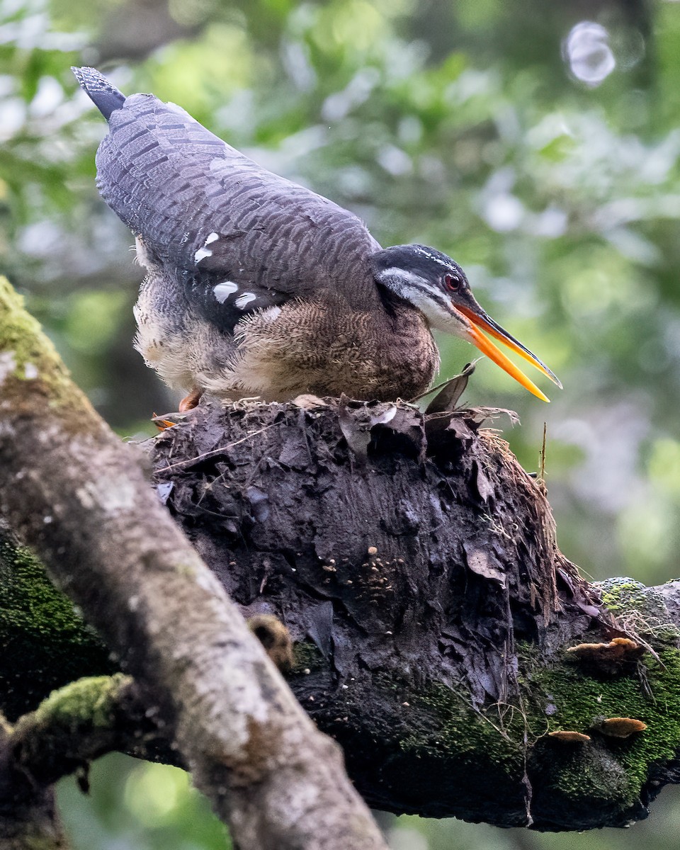Sunbittern - ML638519598