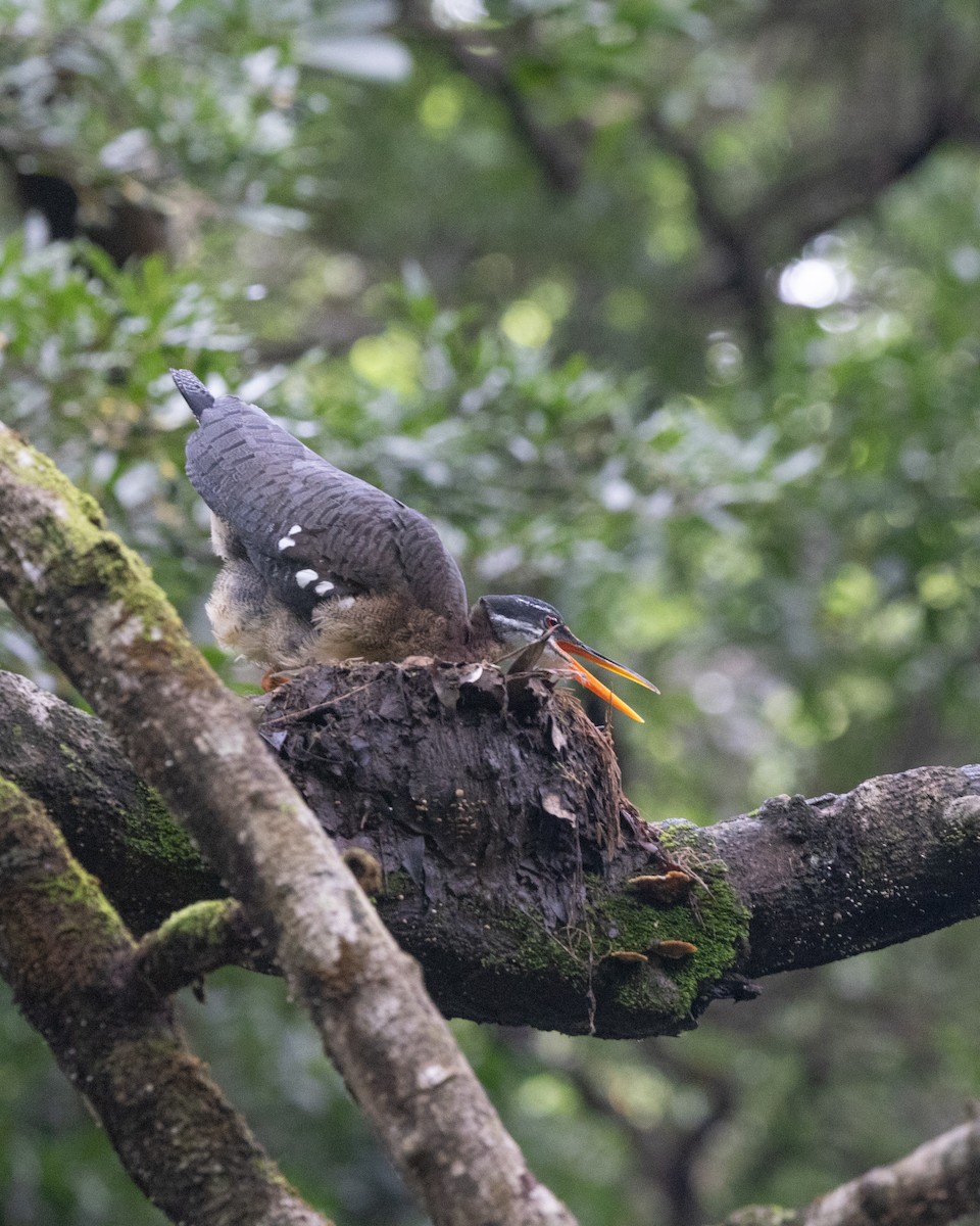 Sunbittern - ML638519599