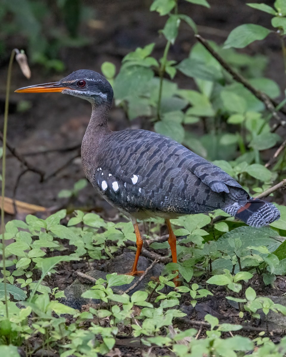 Sunbittern - ML638519604