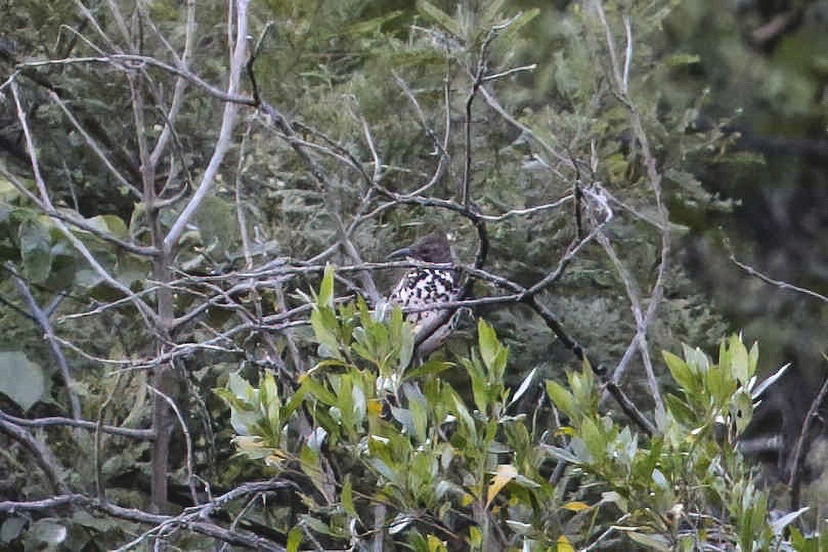 Ocellated Thrasher - ML638519662