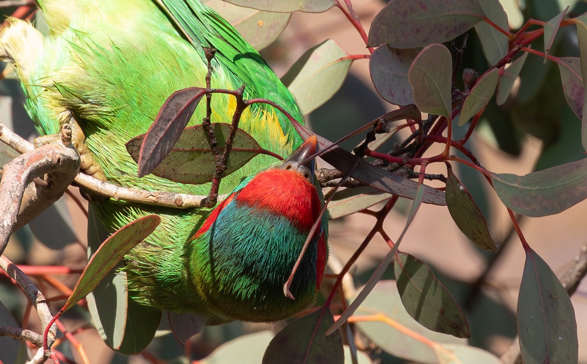 Musk Lorikeet - ML638519663