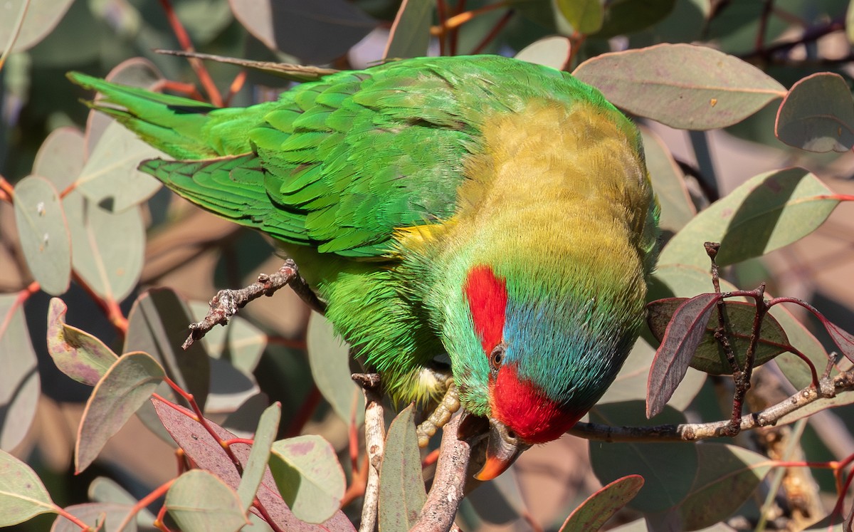 Musk Lorikeet - ML638519664