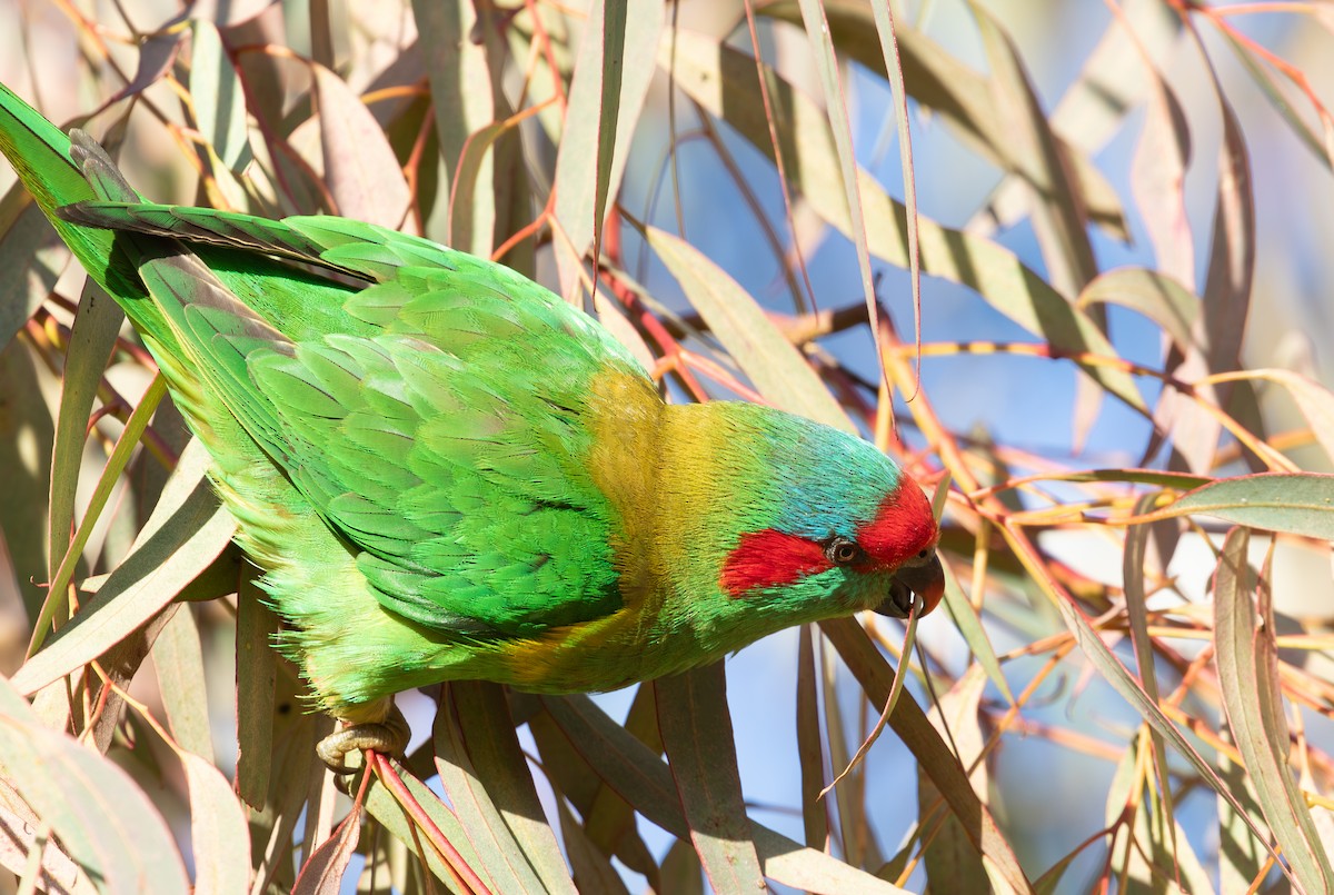 Musk Lorikeet - ML638519665