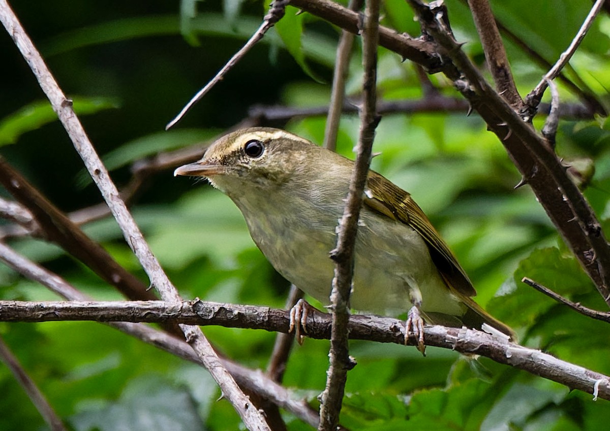 Large-billed Leaf Warbler - ML638519678
