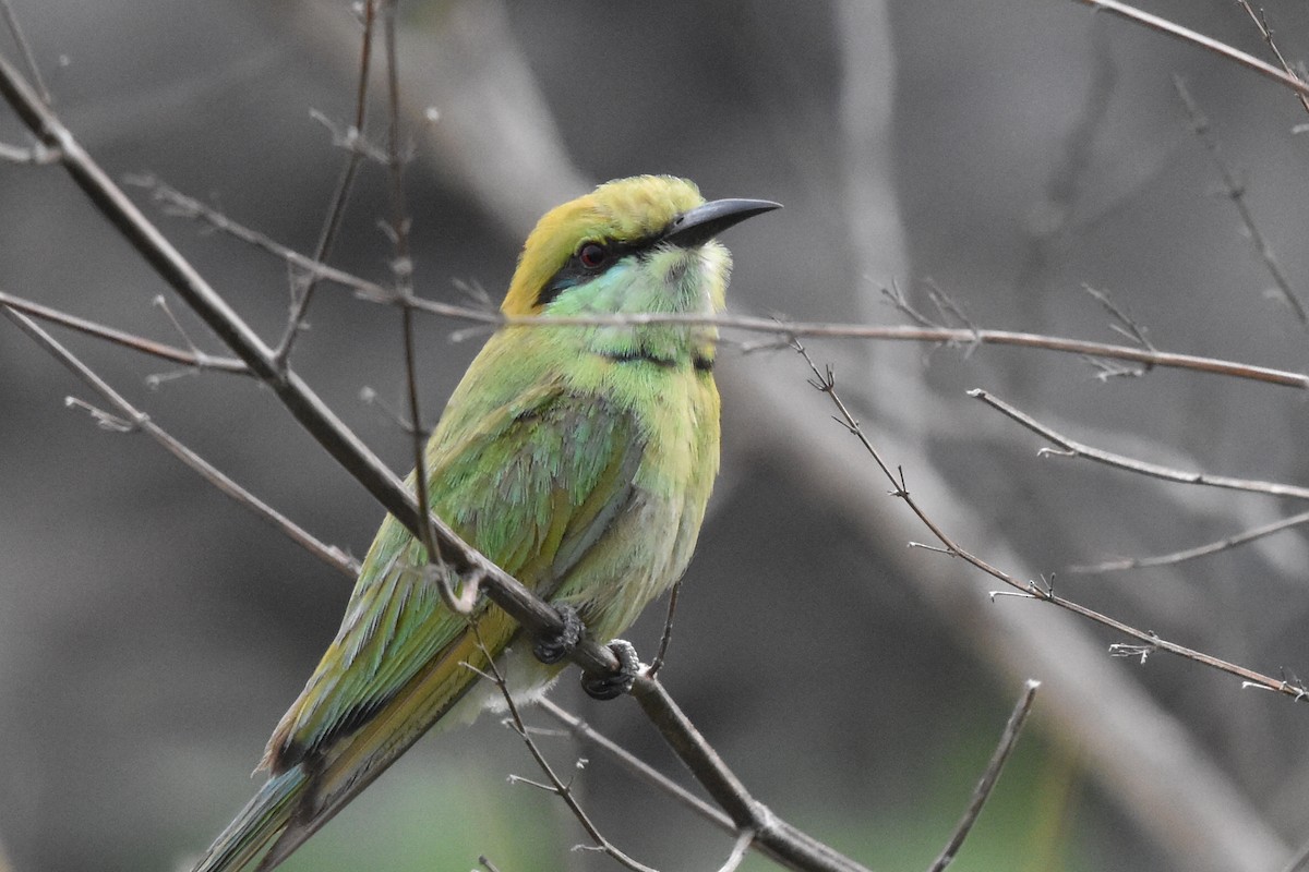 Asian Green Bee-eater - ML638519689