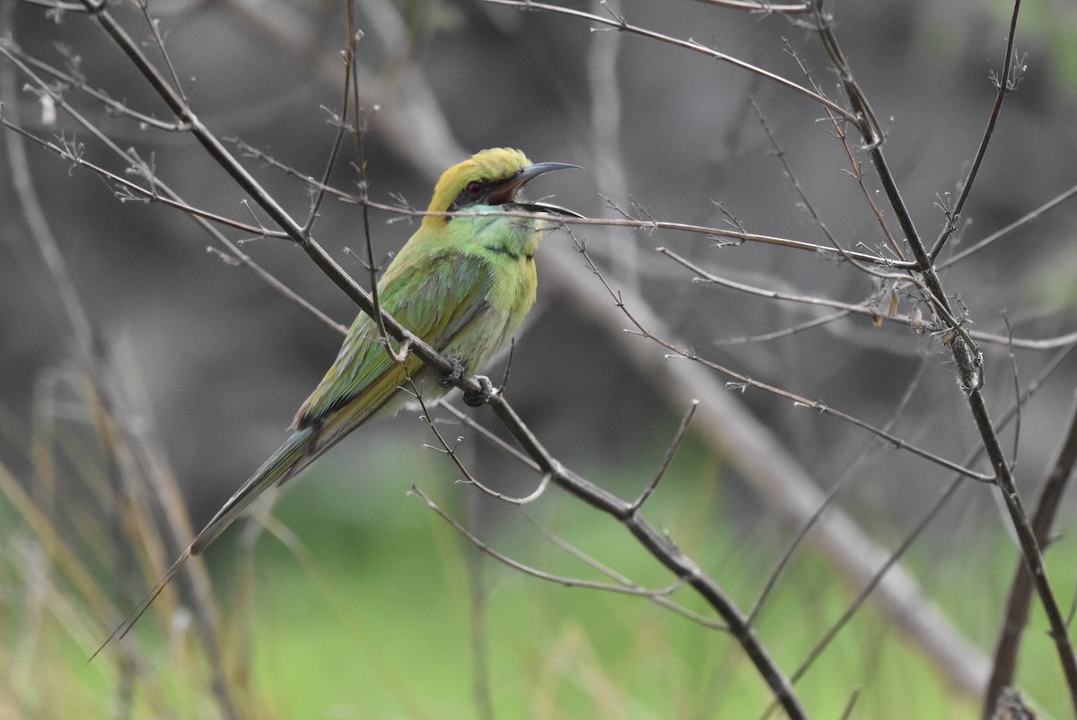 Asian Green Bee-eater - ML638519690