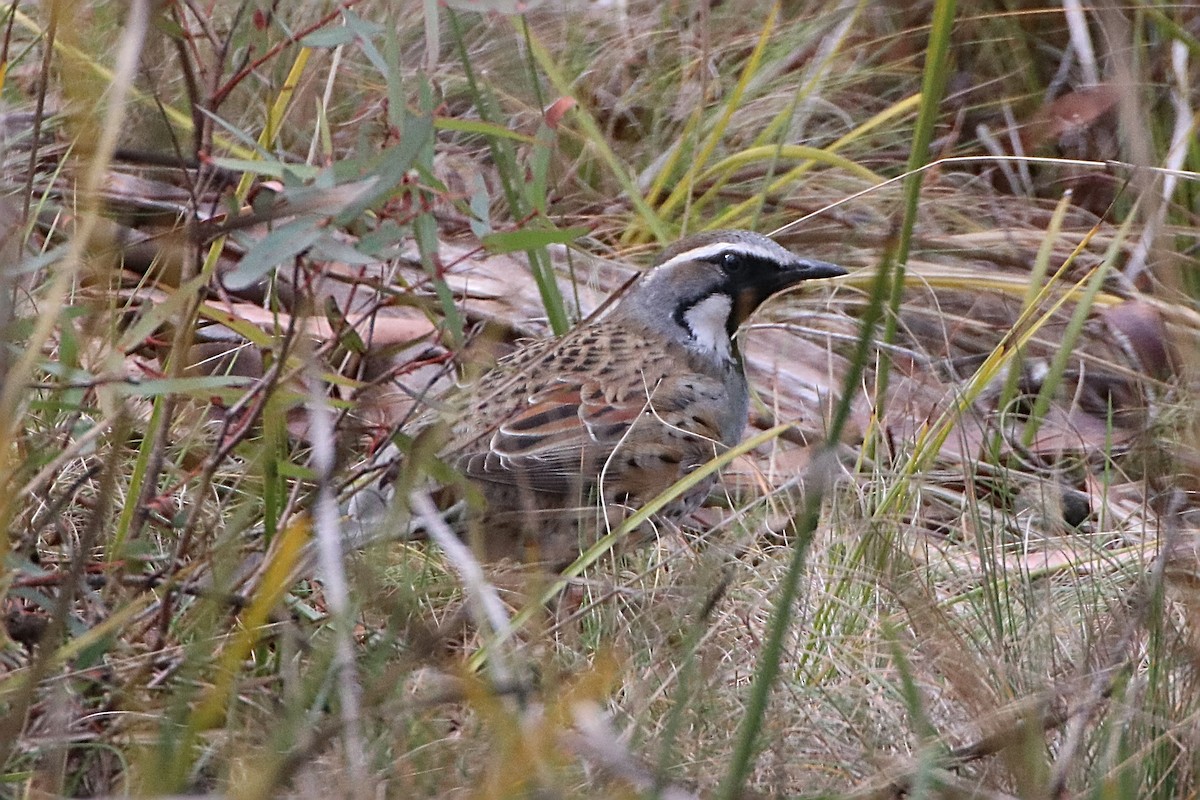 Spotted Quail-thrush - ML638519693