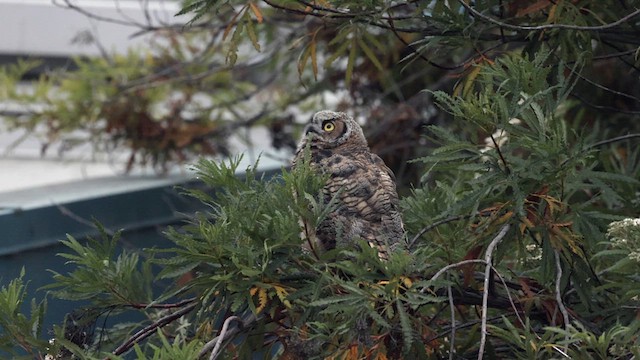 Great Horned Owl - ML638519714
