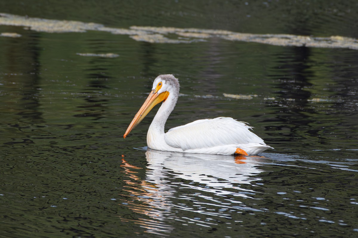 American White Pelican - ML638519782