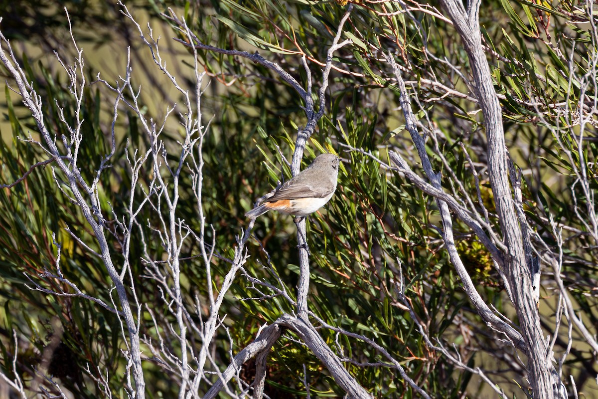 Chestnut-rumped Thornbill - ML638519785