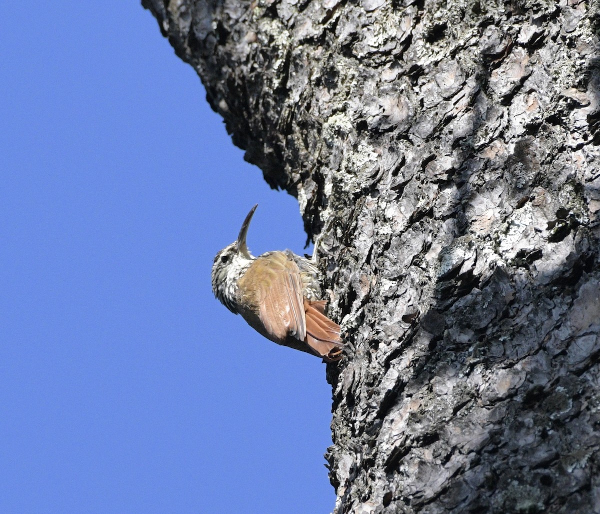White-striped Woodcreeper - ML638519789