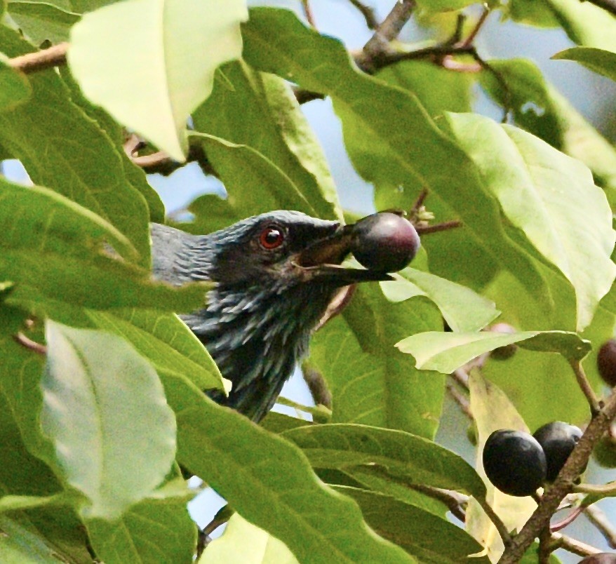 Blue Mockingbird - ML638519802