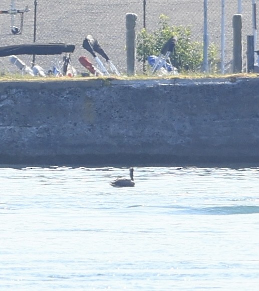 Brown Pelican - ML638519813