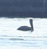 Brown Pelican - ML638519814