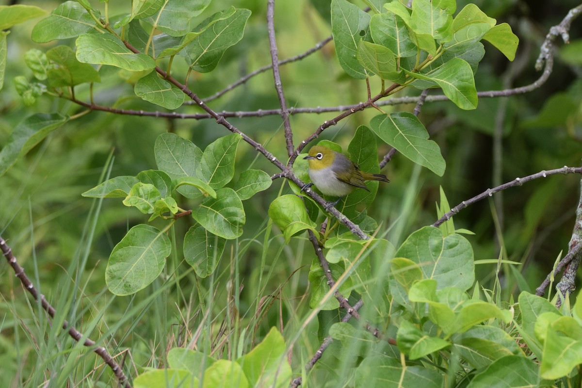 Silvereye - ML638519860