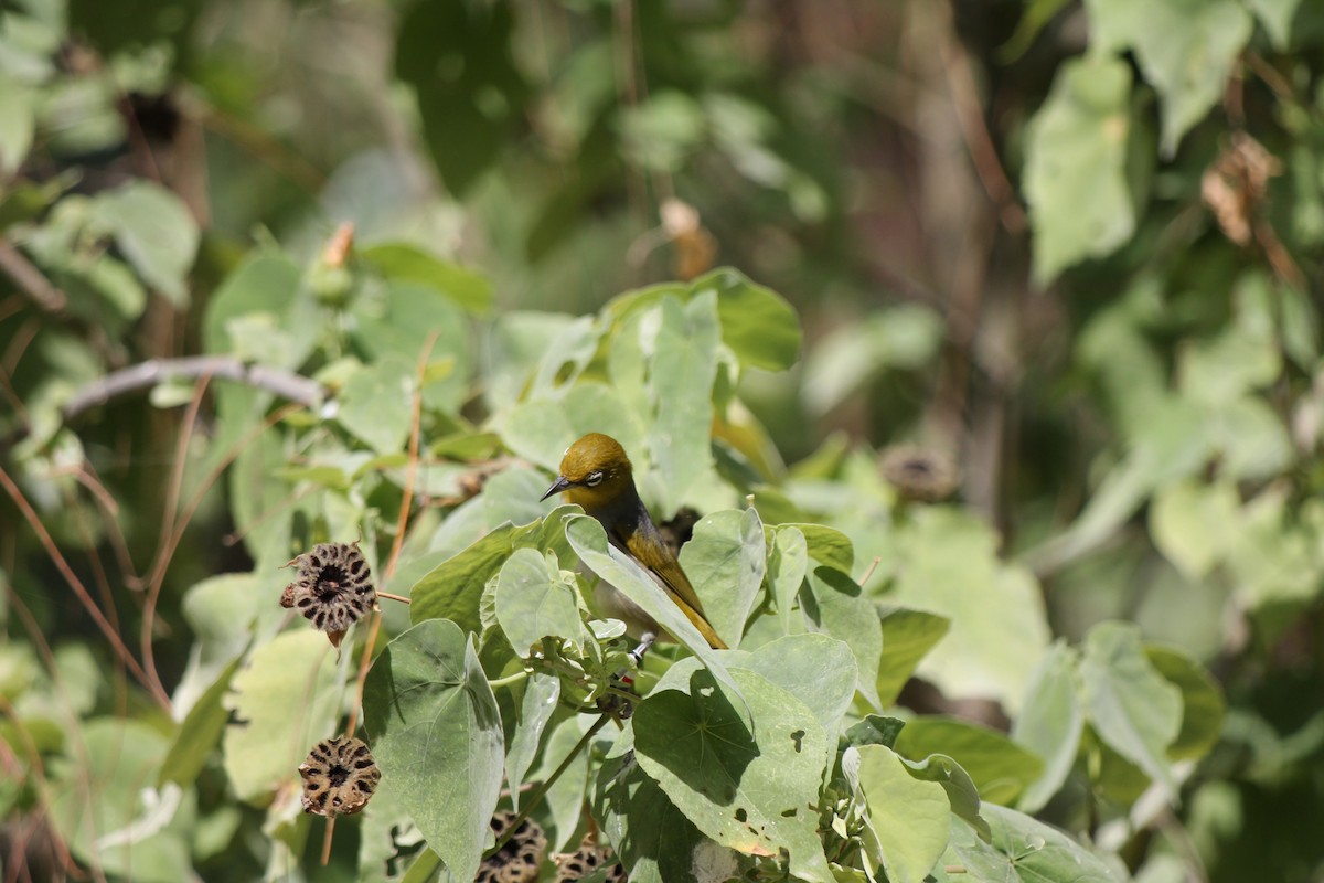 Silvereye - ML638519863