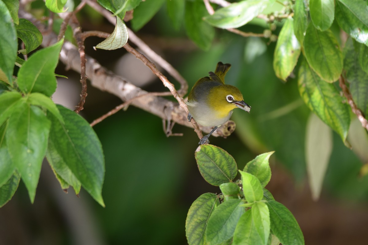 Silvereye - ML638519864