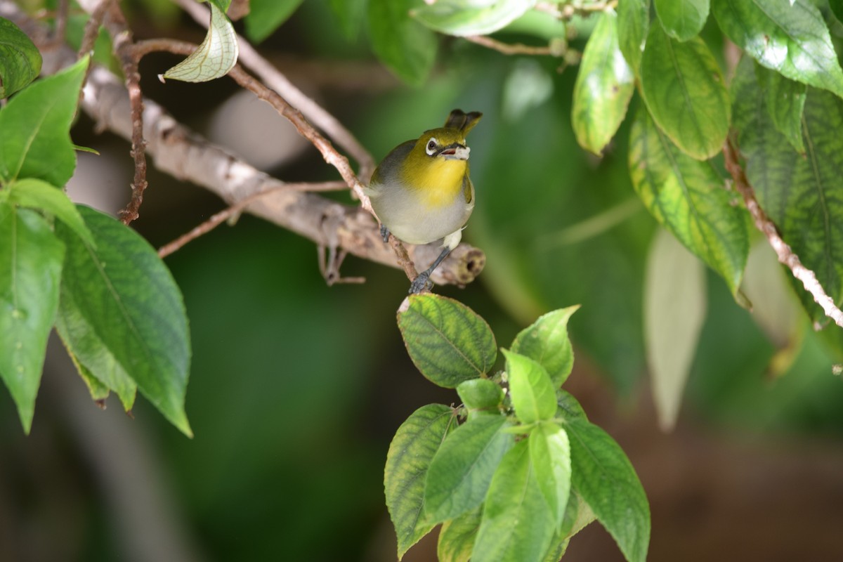 Silvereye - ML638519866
