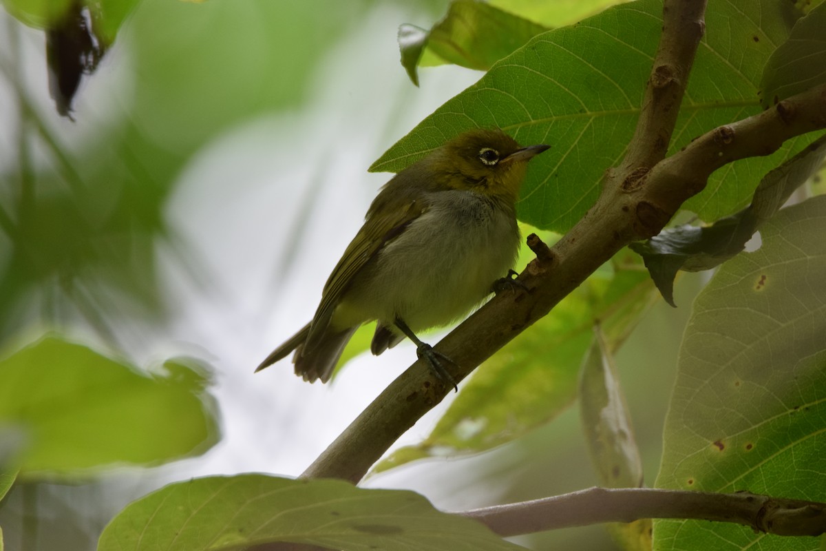 Silvereye - ML638519867