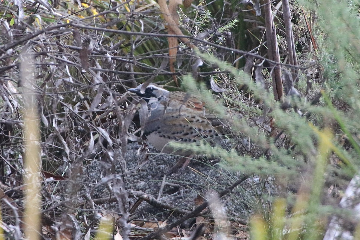Spotted Quail-thrush - ML638519869