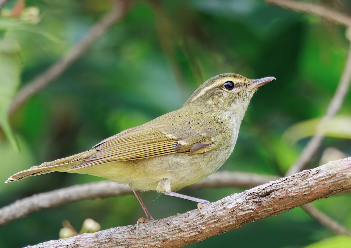 Large-billed Leaf Warbler - ML638519909