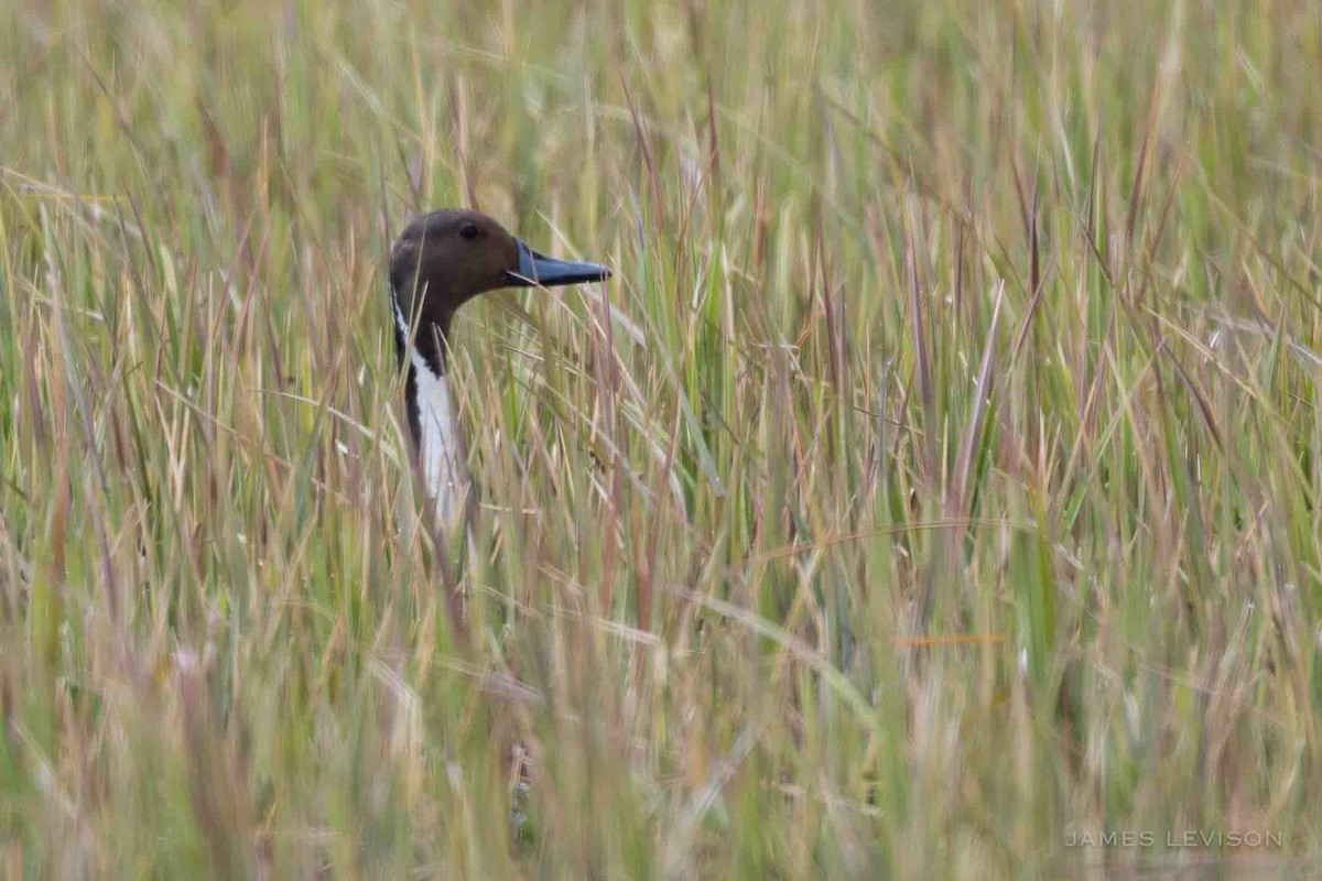 Northern Pintail - ML638519914