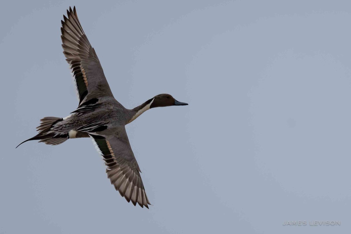 Northern Pintail - ML638519918