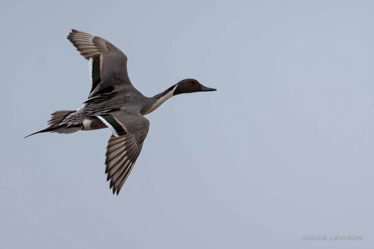 Northern Pintail - ML638519925
