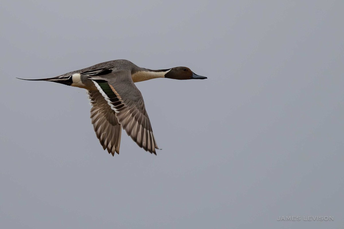 Northern Pintail - ML638519927