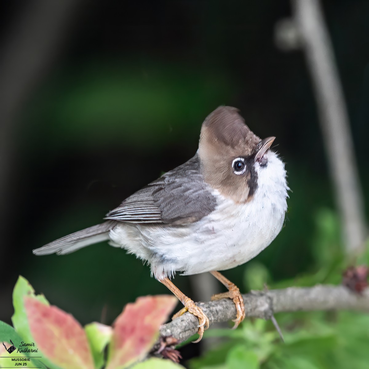 Whiskered Yuhina - ML638519980
