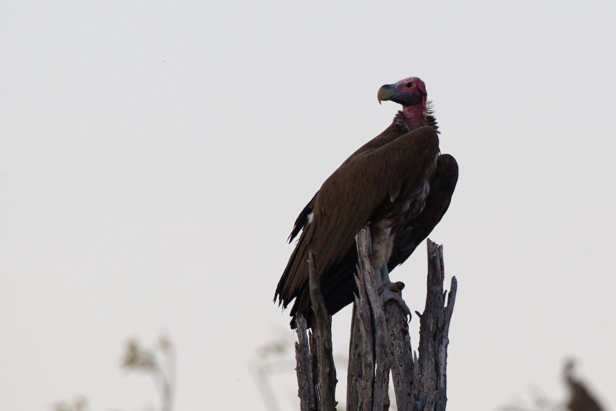 Lappet-faced Vulture - ML638519992