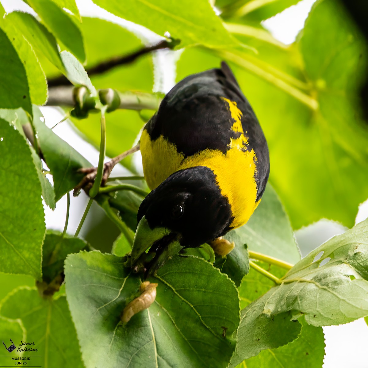 Black-and-yellow Grosbeak - ML638520023
