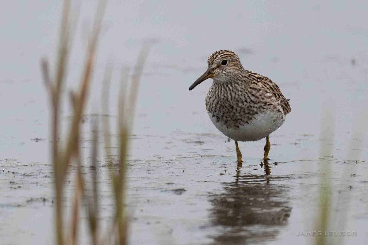 Pectoral Sandpiper - ML638520056