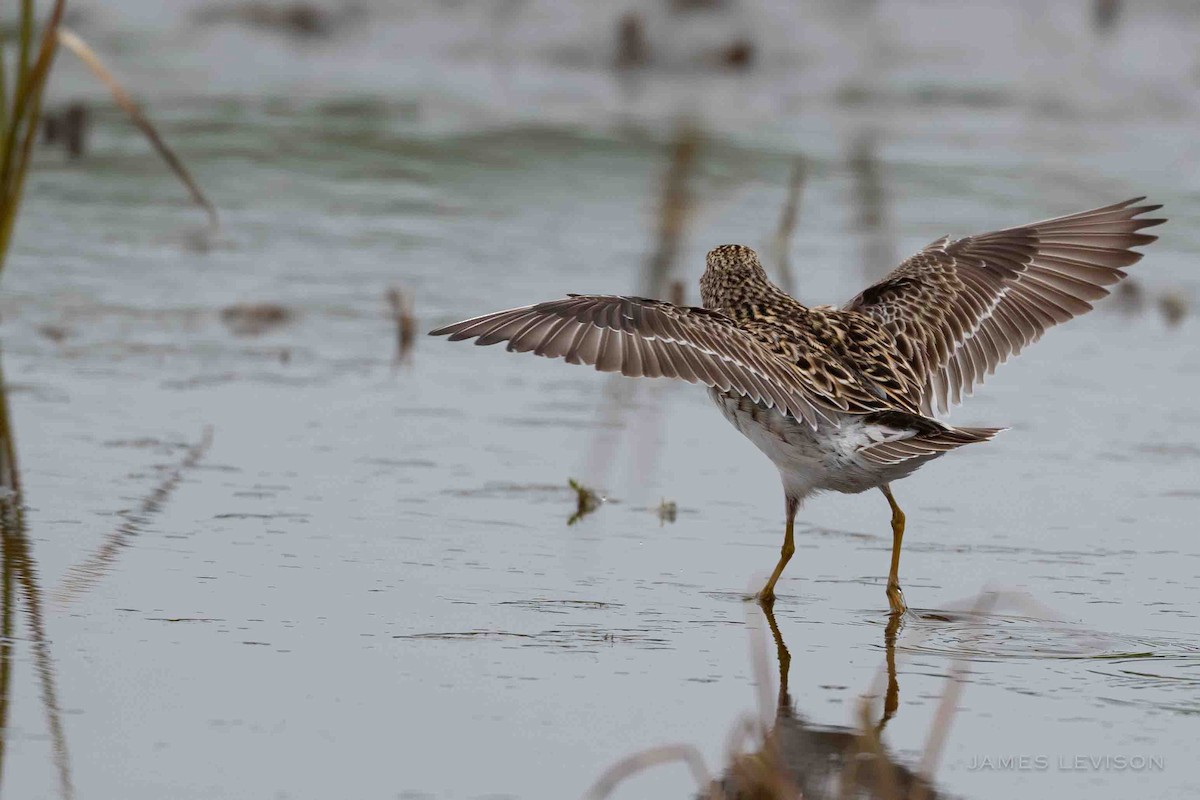 Pectoral Sandpiper - ML638520059