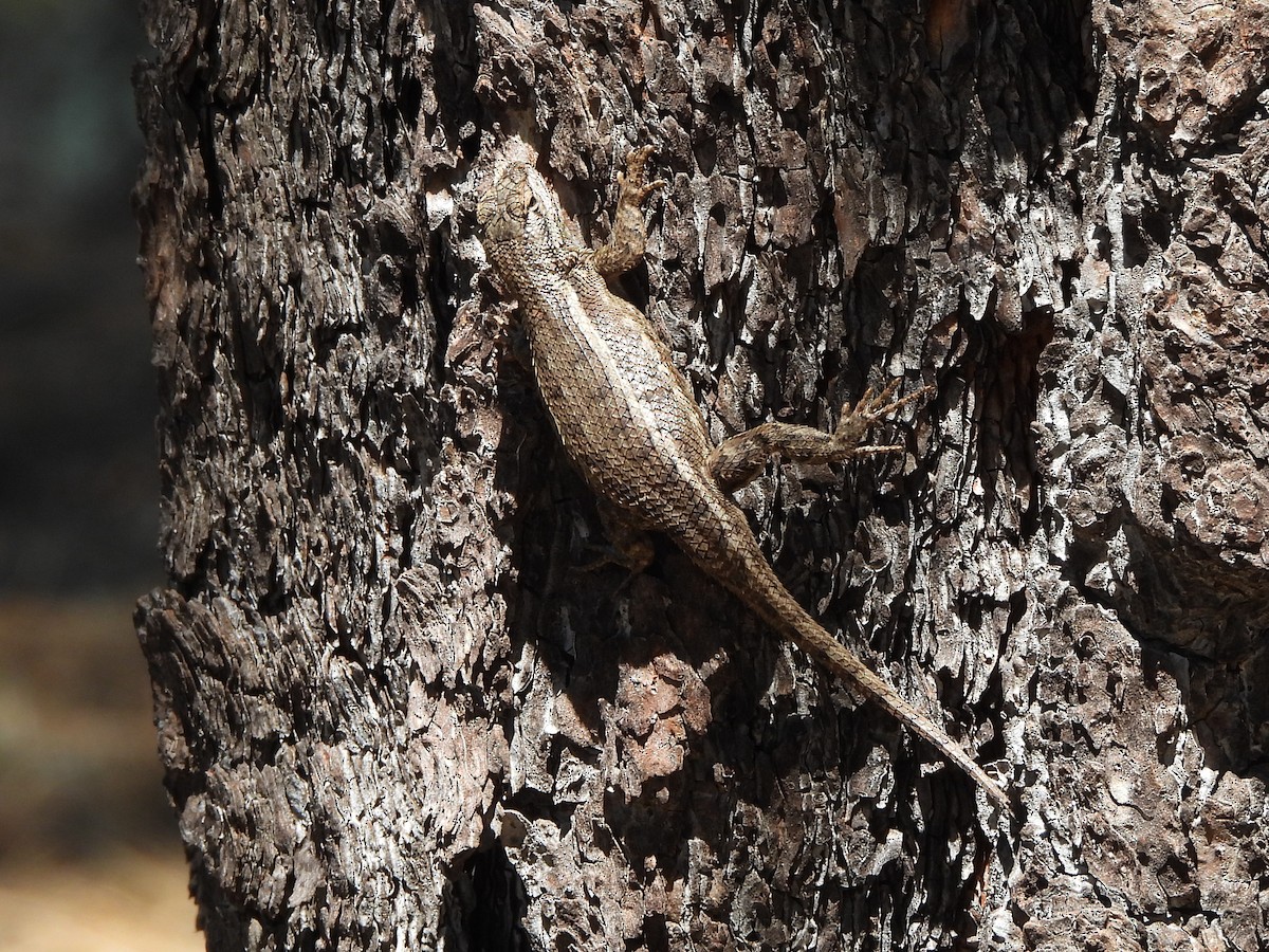 Plateau Fence Lizard - ML638520061