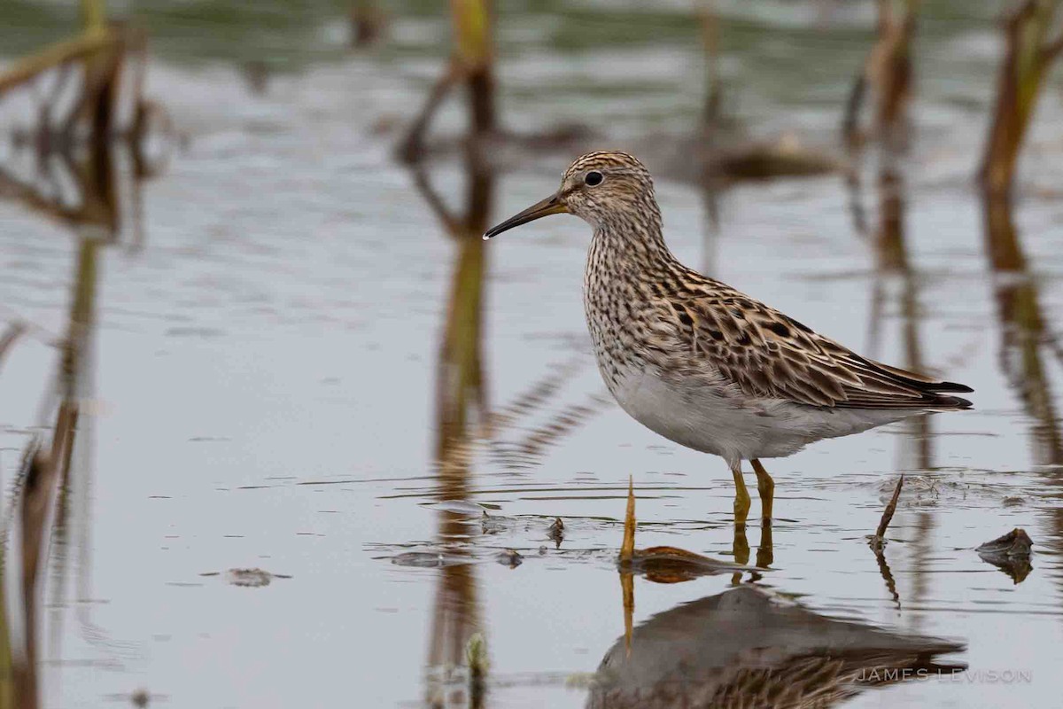 Pectoral Sandpiper - ML638520062