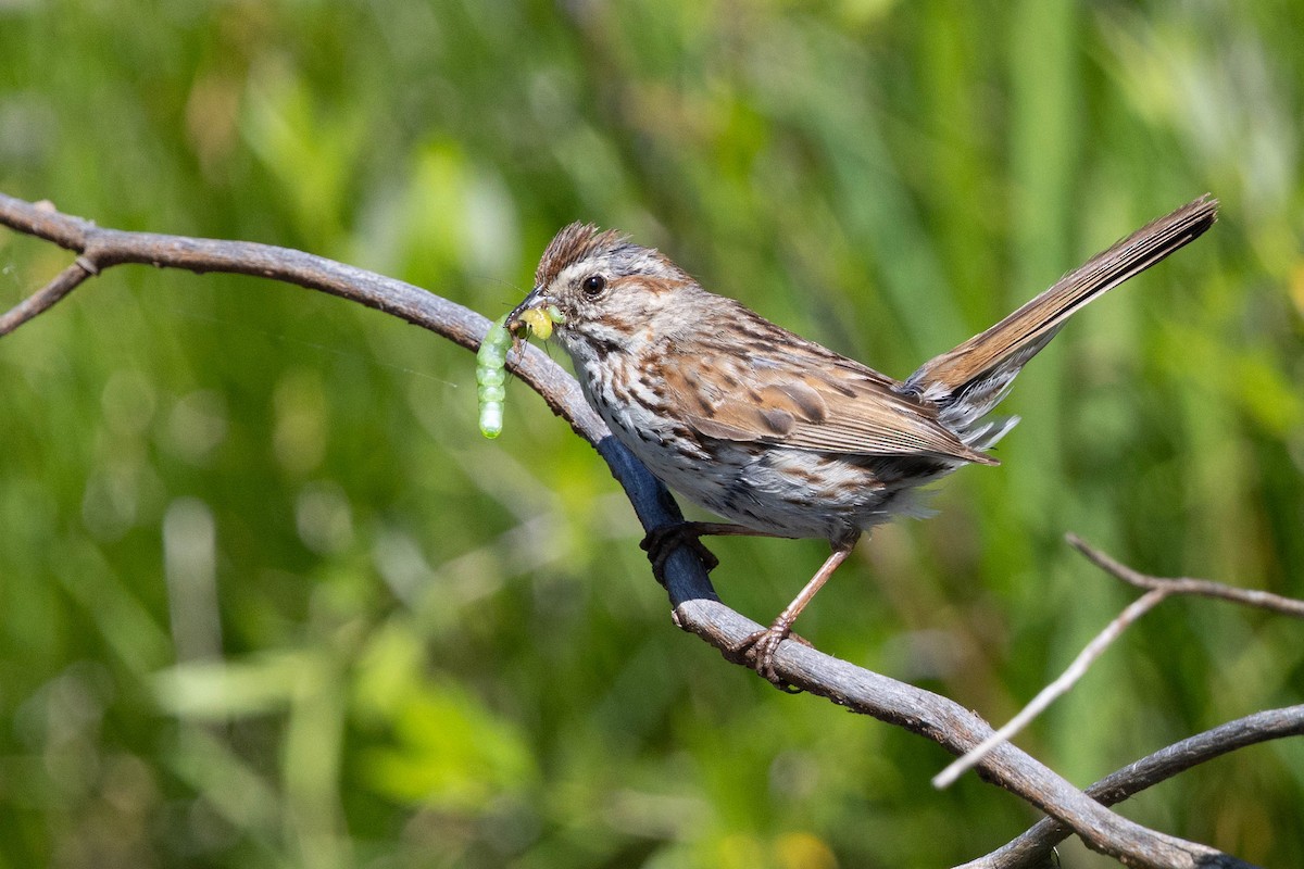 Song Sparrow - ML638520077