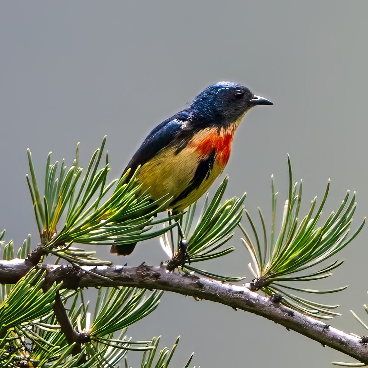 Fire-breasted Flowerpecker - ML638520100