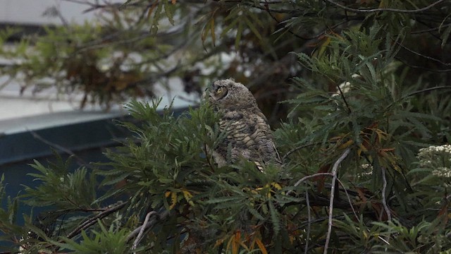 Great Horned Owl - ML638520104