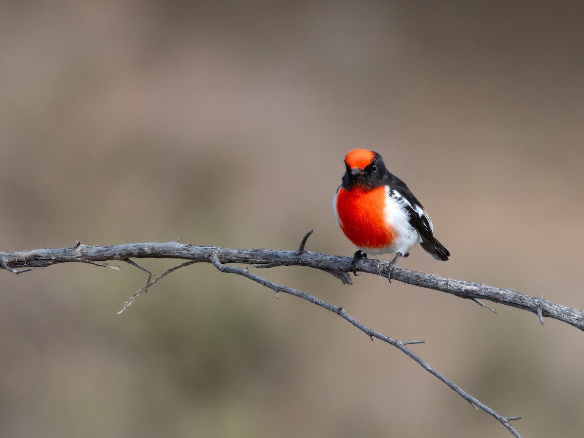 Red-capped Robin - ML638520109