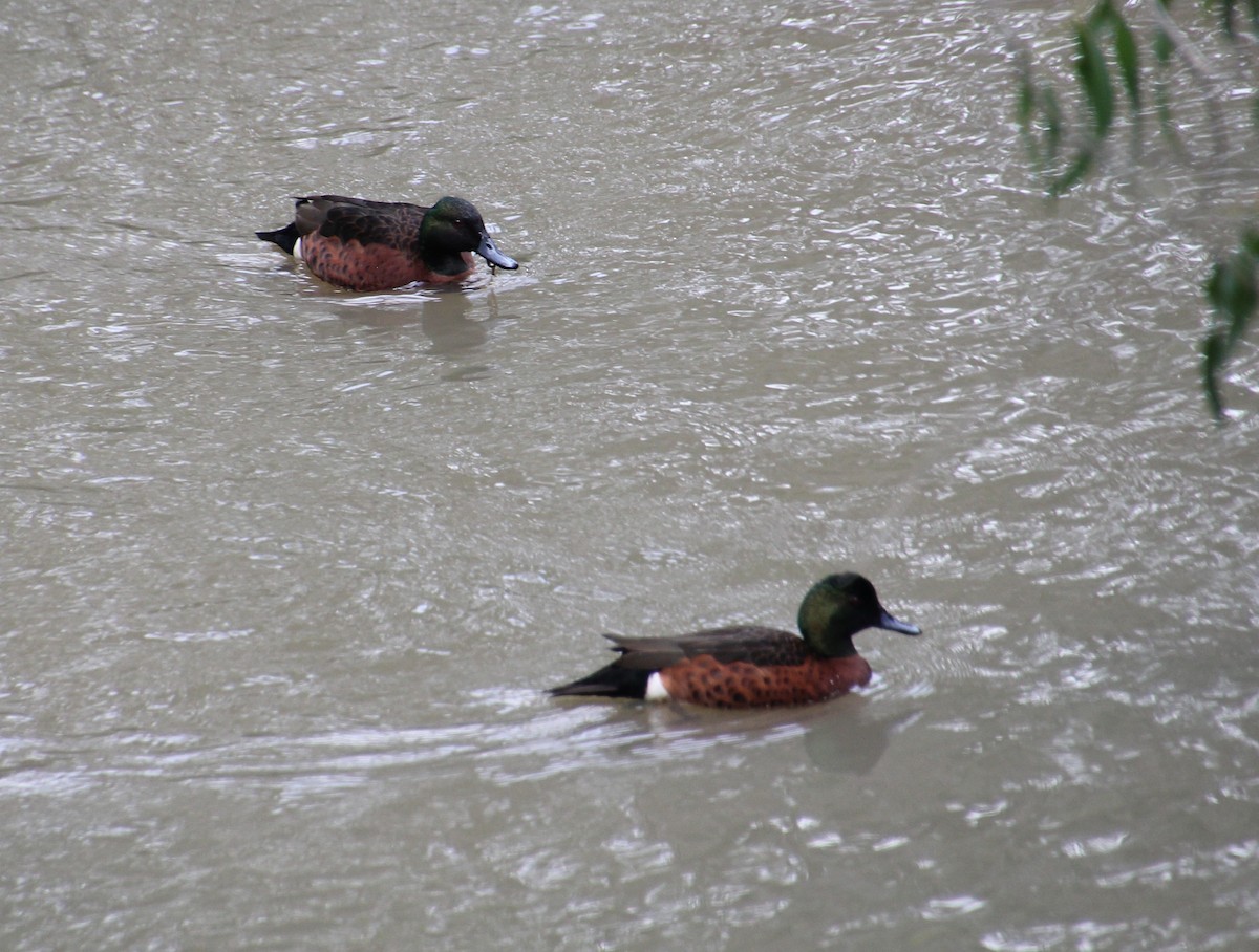 Chestnut Teal - ML638520112