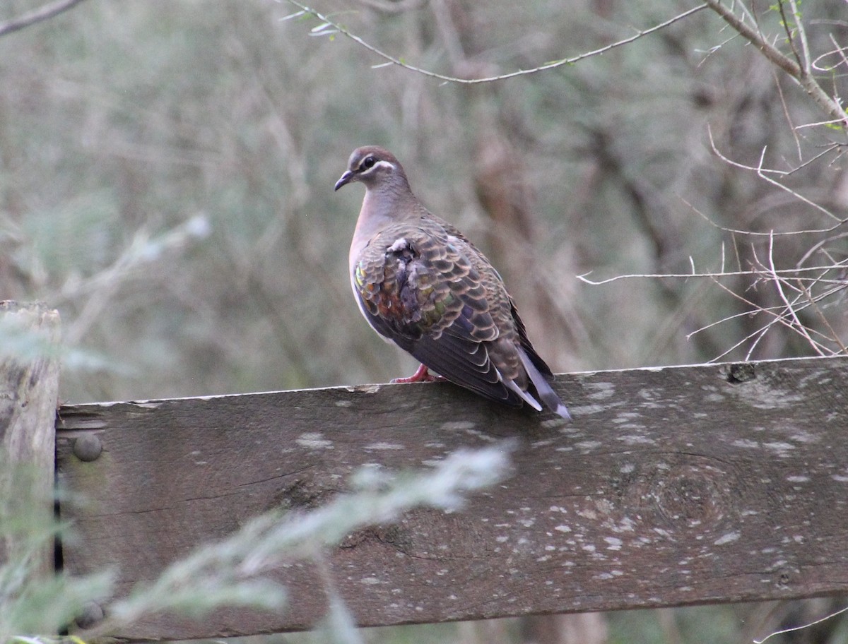 Common Bronzewing - ML638520115