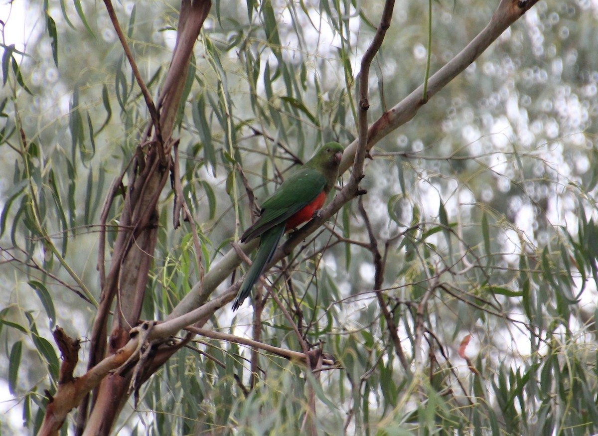 Australian King-Parrot - ML638520127