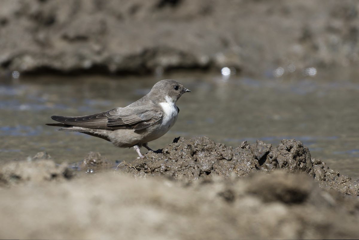 Eurasian Crag-Martin - ML638520130
