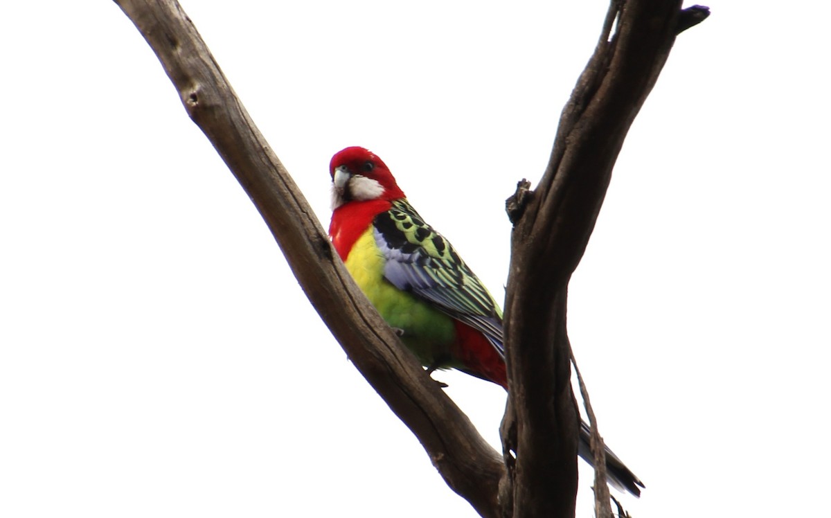 Eastern Rosella - ML638520132