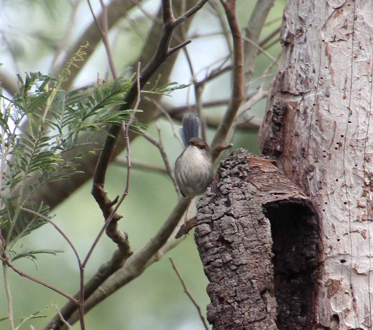 Superb Fairywren - ML638520133