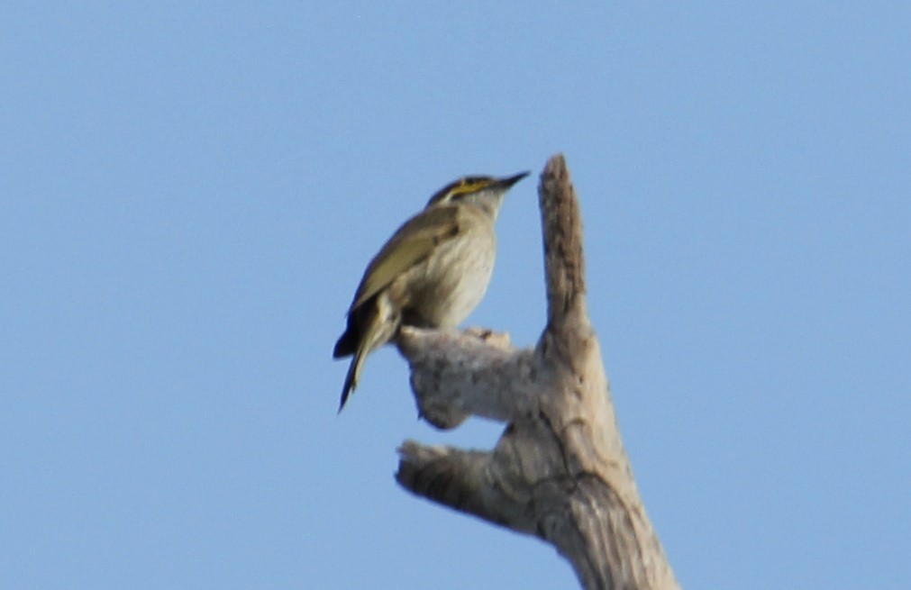 Yellow-faced Honeyeater - ML638520135